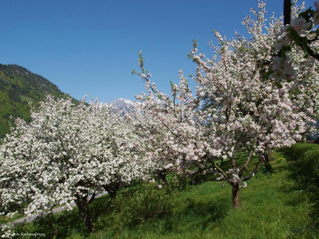 Appartements Lehenhof Sankt Johann im Pongau Εξωτερικό φωτογραφία